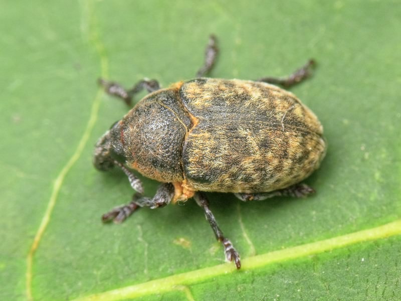 Larinus obtusus Gyllenhal, 1835